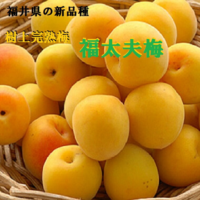 樹上完熟梅《福井県　梅》【福太夫梅】ふくだゆううめ　★秀品約1Kg～約10K箱　優品（B級）1kg－10kg　朝採り手選別・朝収穫・朝どり・うめ ウメ 梅　福井梅・ 完熟梅・南高梅・ 生梅・梅干・梅酒・梅ジュ-ス・梅ジャム⇒6月中旬頃から予定です　送料無料のサムネイル
