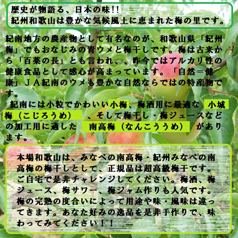 食品ロス企画《冷凍青梅》B級品　約2Kg袋　1袋～3袋　訳あり　傷あり　不揃い　色...