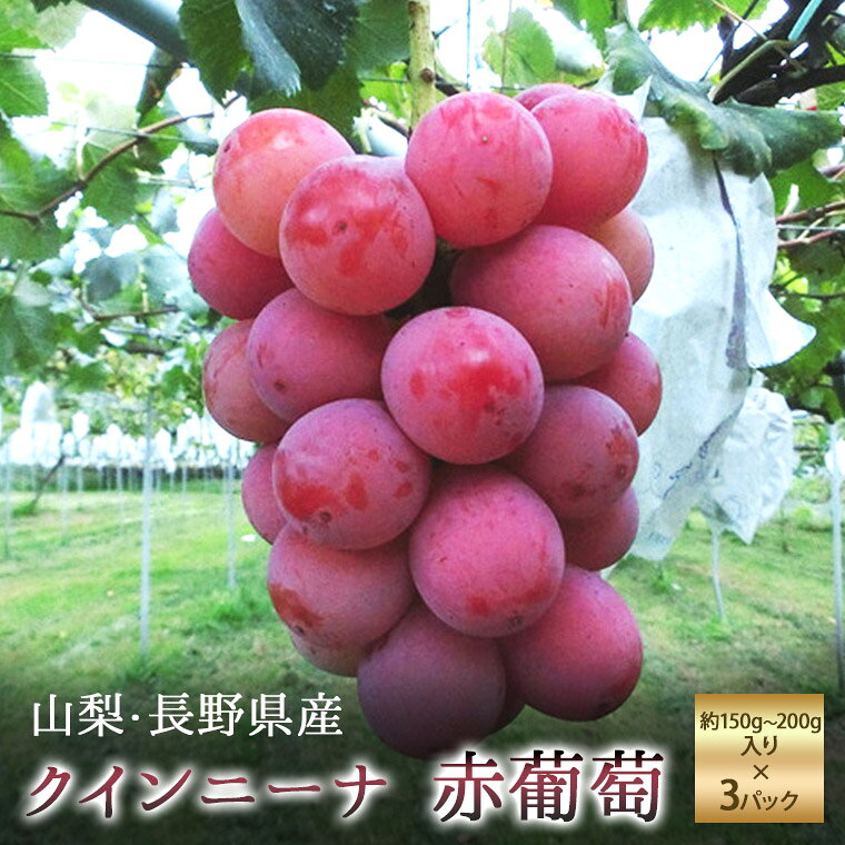国産大粒赤色ぶどう【クイーン二ーナ】【1パック約150g〜200g入り×3P】山梨・長野県産　葡萄希少で話題沸騰の赤いぶどうです。赤ブドウ　赤色葡萄　赤葡萄のサムネイル