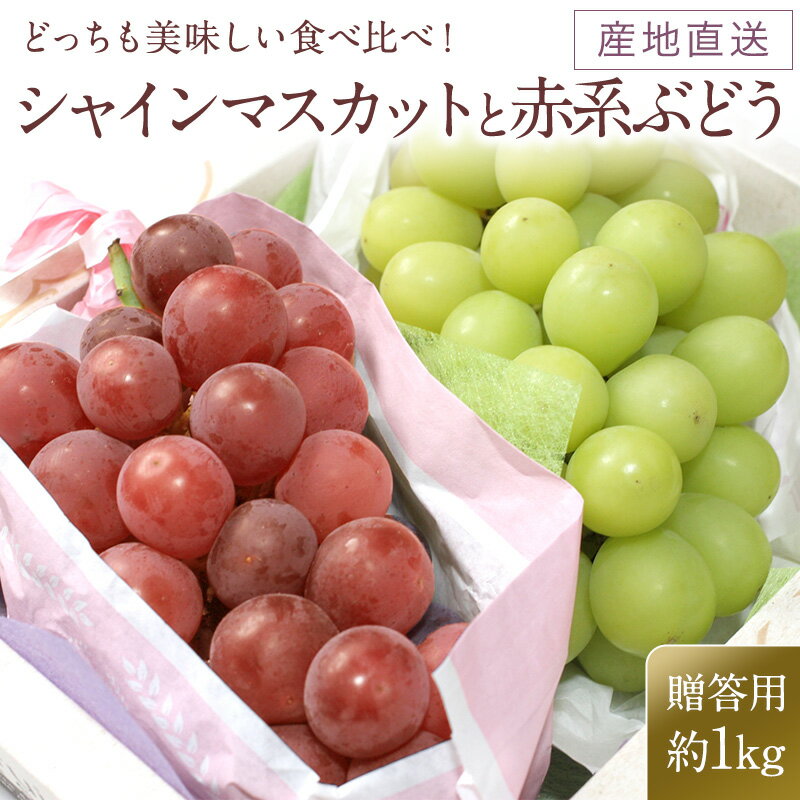 【産地直送】早期予約 送料無料 ク－ル便 信州長野 ぶどう 2種セット シャインマスカット緑色葡萄 クイン二−ナ ゴルビ−等赤色葡萄 最高級豪華2色葡萄 秀品2房箱【贈答用】ギフト お供え プレゼント 敬老の日等々9月中旬過ぎごろ予定のサムネイル