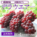 【大阪ぶどう】ハウス栽培大房5〜6房化粧箱【送料無料】先取り...
