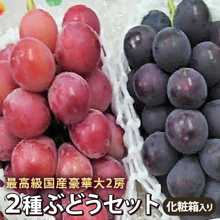 送料無料 　国産ぶどう黒と赤の2色ブドウ 計大2房化粧箱【種無し巨峰・ピオ−ネ・長野パ−プル等黒色葡萄】＆【クイン二−ナ・ゴルビ−等赤色葡萄】最高級豪華　お祝い・内祝い・お見舞い・お歳暮・お供え・敬老の日・ギフト・景品等　9月初旬頃予定