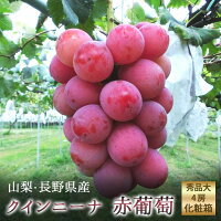 フルーツギフト 国産大粒赤色ぶどう【クイン二−ナ】秀品大4房化粧箱葡萄 山梨・長野県産希少で話題沸騰の赤いぶどうです。赤ブドウ 赤色葡萄 赤葡萄 送料無料 贈答 敬老の日 御供え