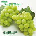 送料無料 シャインマスカット化粧箱 大1房 大2房 大3房 高貴な香りと味わい!・敬老の日・ギフト・お彼岸・お供え・プレゼント等々国産大粒ぶどう 【シャインマ...