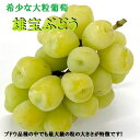 超大粒ブドウ 新品種【雄宝ゆうほうぶどう】特秀品1房化粧箱希少な葡萄10月初旬からの発送予定です⇒送料無料