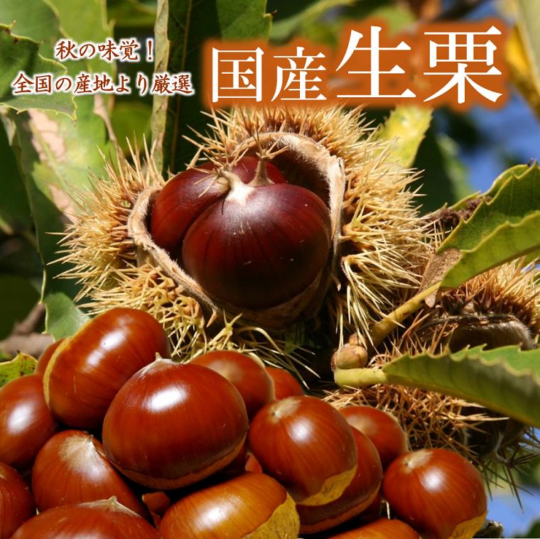 ★厳選国産【生栗】1Kネット入り旬の時期に旬の産地からお届けいたします。 旬の果物 栗ご飯 栗きんとん モンブラン 栗ようかん お菓子作り スイーツ マロンのサムネイル