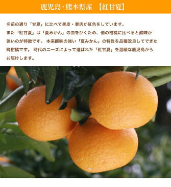 鹿児島・熊本県産【紅甘夏】約3K箱送料無料みかん・あまなつ・甘夏