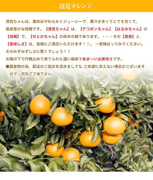 【清見オレンジ】お試し企画約1K箱