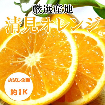 【清見オレンジ】お試し企画約1K箱
