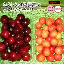 ★さくらんぼ佐藤錦100gパック＆アメリカンチェリ-100gパック　計200gパック化粧箱ミニギフト ...