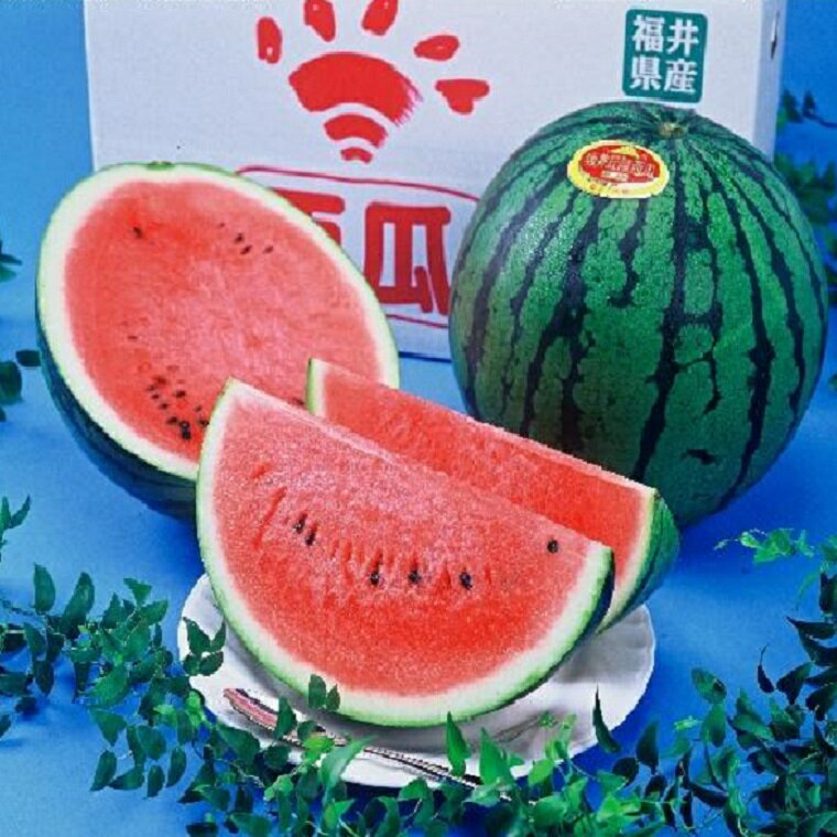 【夏の天使】夏の贈り物【送料無料】福井県産ジャンボ西瓜　最高級！超特大1玉化粧箱4L〜5Lサイズお中..