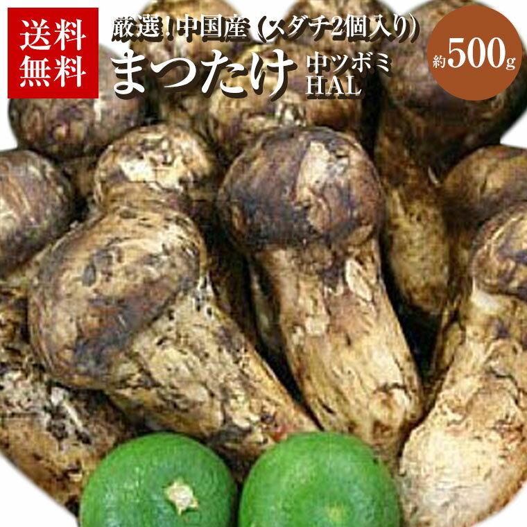 中国産松茸中ツボミHALスダチも2～3個入り約300g　約500g　約1kgまつたけ　輸入マツタケ贈り物・ゴルフ景品・お中元　炊き込みご飯　焼き松茸・すき焼き・釜飯等豪華料理のサムネイル