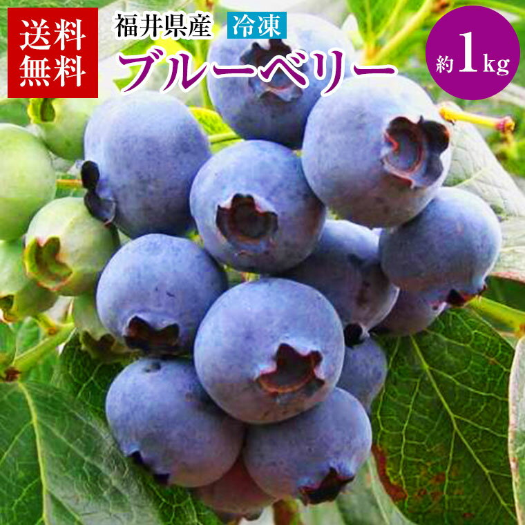 【予約】送料無料【冷凍】国産 福井県産手摘みブルーベリー約1Kg タップリ ジャム作り お菓子作りに簡単 贈り物 ギフト 家庭用 自宅用