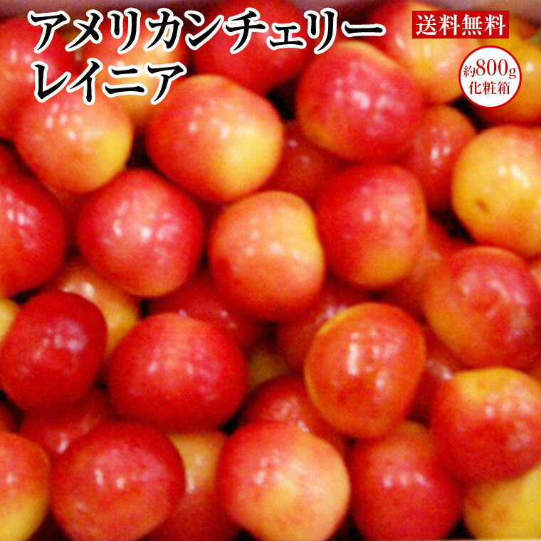 100ケース限定！！ アメリカンチェリー レイニア 秀品 約800g化粧箱 レイニア種 チェリー さくらんぼ果物ギフト 父の日 ギフト お中元 プレゼント 送料無料のサムネイル