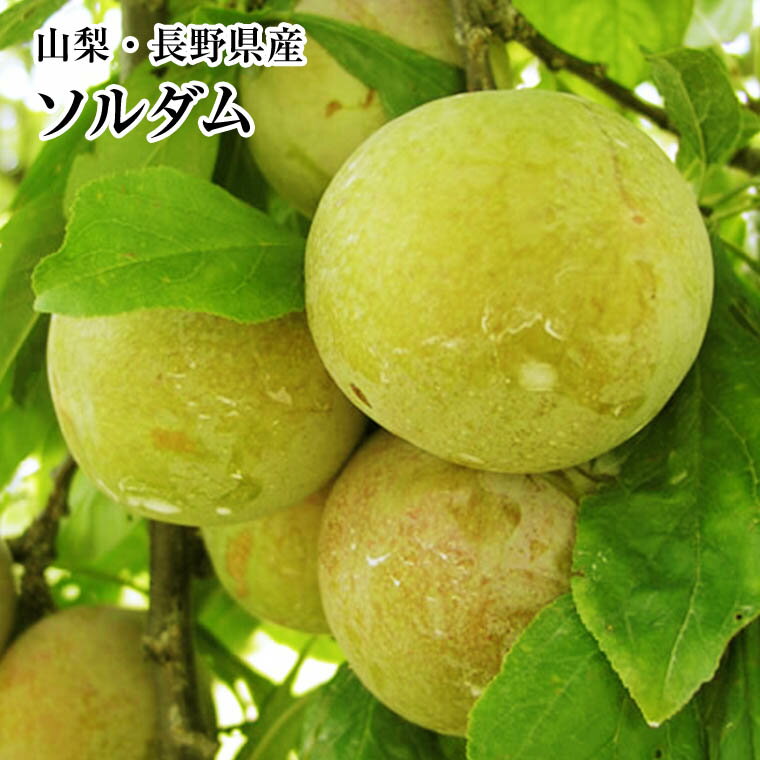 ★ ソルダム 大玉5〜6玉1パック×2パック入り箱　山梨・長野県産すもも プラム お試し企画のサムネイル