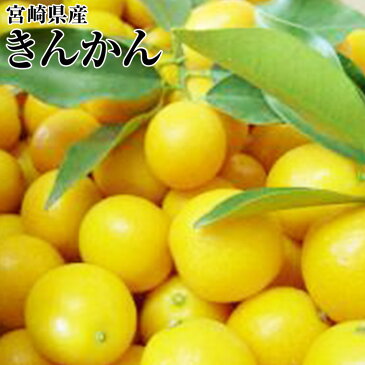 ★宮崎県産きんかん(金柑)【約1K】等級:秀/Lサイズ以上【お歳暮・贈答】【おせち料理】 宮崎 金柑 ギフト 贈答 プレゼント 内祝い 出産祝い フルーツギフト