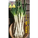 エコファーマー認定　安全　茨城県 ひたちなか市 国産 産直 泥付き 土付き　野菜 青み　白ネギ　シロネギ　白葱　長ネギ　長ネギ　長葱　ネギ ねぎ　葱 お試し　2kg 送料無料