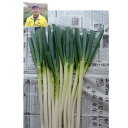 減農薬　安全　茨城県 ひたちなか市 国産 産直 お徳用　野菜 青み　白ネギ　シロネギ　白葱　長ネギ　長ネギ　長葱　ネギ ねぎ　葱 お試し　1kg　 送料無料