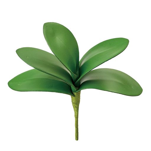 東京堂(Tokyodo)ミニファレノリーフグリーン葉L9.5~10.5xL17xW20cmFG005552-zzz