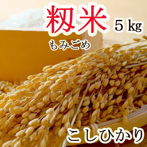 新米!【 もみ米 5kg 】長野県産 こしひかり 2023年