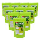 モリンガ茶(10包入り×10袋セット)全国送料無料