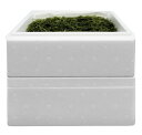 茎付き海ぶどう Bランク(480g×2箱セット) 全国送料無料沖縄産 粒小さめの海ぶどう 海鮮丼 業務用 茎が多めのBランク