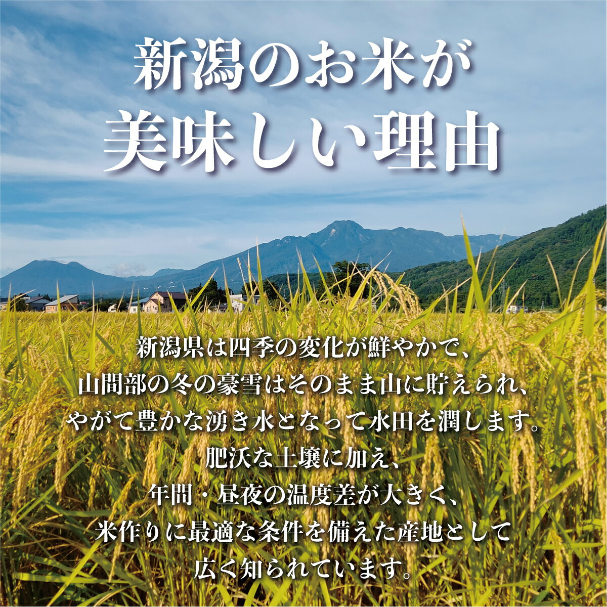 新潟県上越市産の「みずほの輝き」です。 10kg（5kg×2袋）の白米になります。　新米 令和7年産 新潟県 上越産 みずほの輝き 10kg 白米 新潟県産 新潟 米 お米 おこめ 上越市 10キロ ギフト お返し 贈答品 贈り物 お祝い お礼 内祝い プレゼント 誕生日 粗品 香典返し 満中陰志 出産祝い 出産内祝い 結婚内祝い 快気祝い お中元 お歳暮 お年賀 お年始