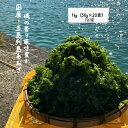 あおさ【国産・五島列島】【冷凍】50g×20袋 50g×8袋 加熱用 あおさのり 養殖アオサ