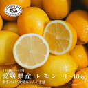 【創業108年 老舗農家】愛媛県産レモン【送料無料】【農家直送】新口農園 家庭用 愛媛県 西宇和 八幡浜 国産レモン ノーワックス 防腐剤不使用 減農薬 れもん...