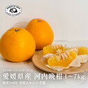 河内晩柑【創業108年 愛媛みかんの老舗厳選】【大粒プリプリの果肉】【送料無料】【農家直送】新口農園 愛媛県 西宇和 八幡浜 みかん お試し価格 1kg 2kg...