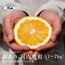 【創業108年】訳あり 河内晩柑 【愛媛みかんの老舗厳選】【大粒プリプリの果肉】【樹上完熟】【送料無料】【農家直送】新口農園 愛媛県 西宇和 八幡浜 みかん お...
