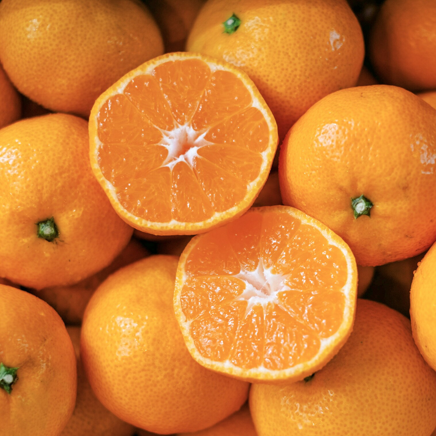 ��ŷ���ռ��޻��ϡ��϶�109ǯ ��ɲ�ߤ�������ľ��������̵���ۡڤ�����۰�ɲ ������ ������ ���̤ߤ��� S��L������ (���٤�1kg~10kg) ���ߤ��� ��ɲ�ߤ��� �����ߤ��� �ߤ���