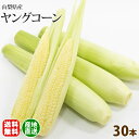 ヤングコーン 朝採れ ベビーコーン 皮付き 山梨県産 30本入り 新鮮 直送 美味しい とうもろこし ひげまで美味しい 送料無料 贈答 贈り物 プレゼント ギフト 夏アクセサリー ボーナス
