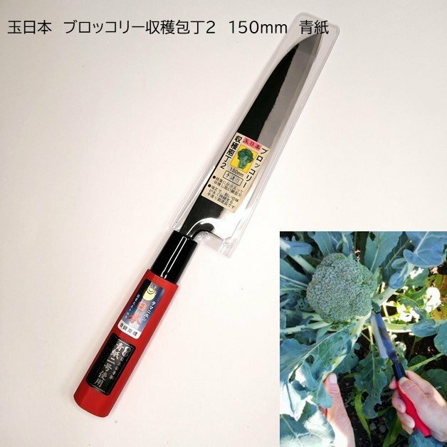 玉日本 日本製 本鍛造 ブロッコリー収穫包丁2 150mm 青鋼 野菜収穫包丁 691208