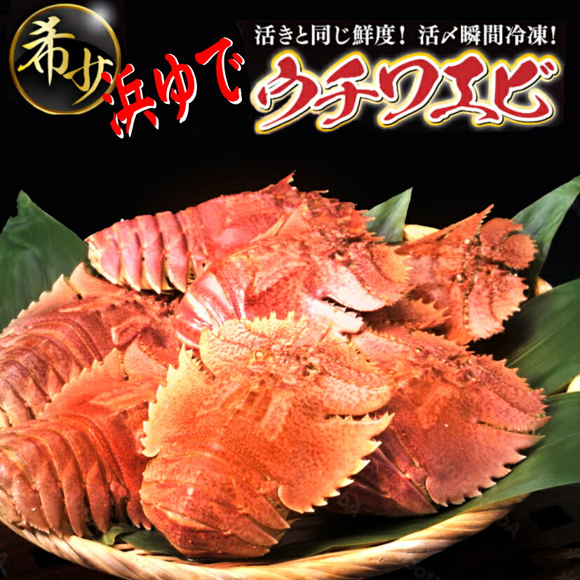 商品情報内容浜ゆでウチワエビ　6～7匹(500g）100年ゆず果汁（50ml）1本すぐ出荷！浜ゆでウチワエビ瞬間冷凍！プレゼントチャンス（中サイズ6~7匹）500g~（2~3人前）数量限定！　　高知県　土佐の国　キャンプ　BBQ　ウチワエビ　うちわ海老　エビ　セッタ　タビ　タビエビ　天然 浜ゆでウチワエビ　中サイズ！6~7匹　この機会をお見逃しなく！ 【おかげさまで楽天通販デビュー！お待たせしました！】 日頃より沢山のお客様の応援のおかげさまで楽天通販が可能になりました！ふるさと納税サイト（ふるさとチョイス）でもエビカニ部門で2年連続何度も1位を獲得させて頂きました！累計15000件以上を出荷経験をもとにさらに進化していきますので森海家をどうぞ宜しくお願い致します！※注意事項こちらでランダム500gでに6~7匹で発送させていただきます！尾数を指定されたいお客様はお手数ですが備考欄にご記入願います！ 鮮度抜群！活締め瞬間冷凍で発送！ 一口でミソもプリプリの身も堪能サイズ！ 森海家限定！激レア100年ゆず果汁付き！（50ml） 特別な日に！ご褒美に！ お気軽にうちわ海老を堪能したい方に！ 記念日やご贈答に！ 初めまして！森海家の代表谷口です！お客様と商品全てに携わって頂く皆様の笑顔をモットーにこれからも頑張っていきたいと思います！ただ今オープン価格で通常よりもお得に商品を提供させて頂いています。この機会に是非！今後とも宜しくお願い致します。 1