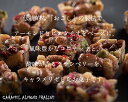 TOKYO PRALINE 24個入（12個×2袋） お取り寄せスイーツ 洋菓子 アーモンド お菓子 茶菓子 豆菓子 スイーツ 栄養 美容 キャラメル 美味しい かわいい おやつ 個包装 キャラメリゼ 3