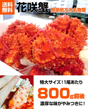 送料無料 花咲蟹 800g 3尾 | 花咲ガニ 花咲がに ハナサキガニ はなさきがに カニ かに 蟹 北海道 姿 濃厚 ボイル 幻のカニ 幻の蟹 幻のかに 特大 お取り寄せ プレゼント ギフト 内祝い 贈答品 返礼品 特産品 花咲 ハナサキ はなさき グルメ 中元 お中元 ギフト プレゼント