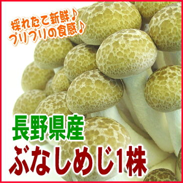 新鮮プリプリ♪長野県産ぶなしめじ一株