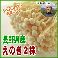 芋川さんちでとれた新鮮えのき2株!長野県中野市産のこだわりえのき