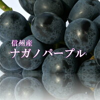 2020年！長野パープル 信州のぶどう【ナガノパープル約2kg】発送9月中旬頃から 長野パープル