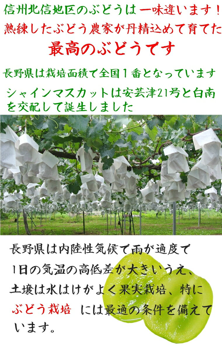 【2020年】「期間限定再販売」 信州長野産【シャインマスカット2kg秀品3〜5房】！地元店が産地直送でお届け！