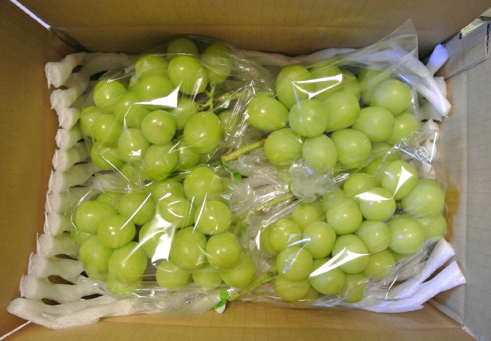 長野県産シャインマスカット訳ありご家庭用 1kg 前後 信州産【3〜4房】 送料無料 【創業11年目利きのぶどう】ぶどう ブドウ 葡萄 長野県産 マスカットのサムネイル