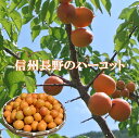 【Capfruit】アプリコット（オレイヨン）1／2カット　冷凍フルーツ　1kg　【キャップフリュイ】