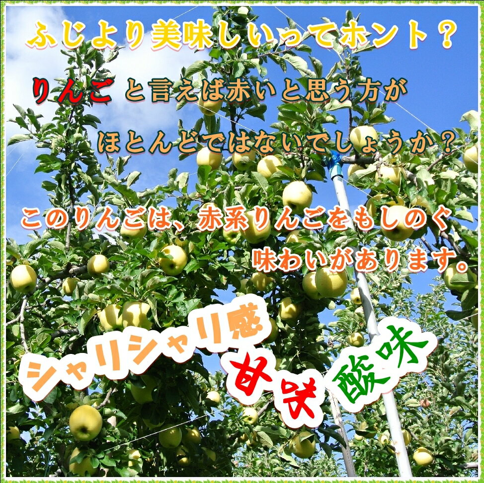 信州りんご【シナノゴールド】訳ありご家庭用2kg！産地直送りんご　長野県産 信州産 プレゼントに リンゴ　甘みたっぷり　サッパリシャリシャリ