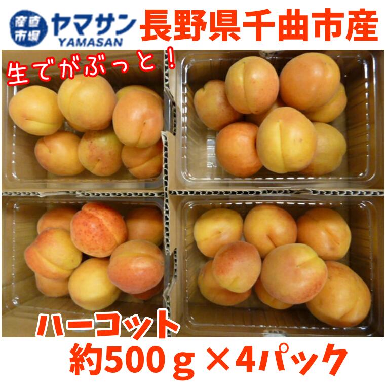 【7月7日まで受付中！】令和4年度産　長野県千曲市産　あんず ハーコット　生あんず　杏　生食用　あんず 生　約500g×4パック入 産直市場ヤマサン