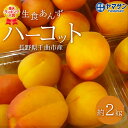 予約 生食あんず ハーコット 約2kg 2025 長野県千曲市産【予約】6月下旬~7月中旬出荷 【送料無料】クール便(約500g×4パック)日本一のあんず里から...