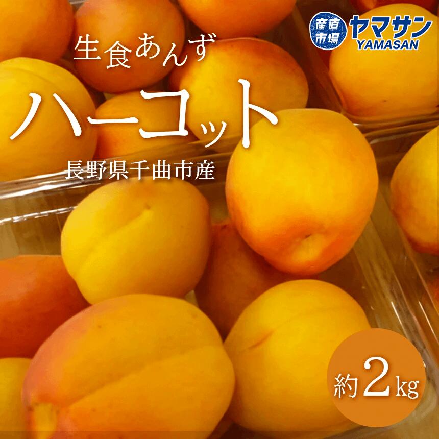 【5/15(水)〜予約受付開始】生食用あんずハーコット 約2kg 長野県千曲市産【予約】 6月中旬～7月中旬出荷【送料無料】クール便（約500g×4パック入） 令和6年度産 生あんず 生杏 生杏子 生食 あんず アンズ 信州産 産直市場ヤマサン