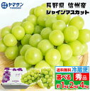 長野産 シャインマスカット 1kg 以上 (2房) 約 2kg(3~4房) 約 4kg(7~10房) 秀品 産地直送 ギフト 長野県産 送料無料 高糖度 贈答用 ギフト 贈り物 プレゼント タネなし 種なし 皮ごと ぶどう ブドウ しゃいんますかっと 長野 信州 1キロ 2キロ 4キロ 産直市場ヤマサン