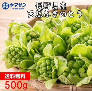 【送料無料】春の味覚　長野県産　天然ふきのとう　天ぷら　ふきみそ　約500g