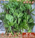 2025発送中 こしあぶら【送料無料】長野県産 天然 コシアブラ 選べる 約100g 200g 山菜 直売所から発送 大きさおまかせ 大小混合 春の味覚 旬の味...
